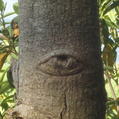 Eliane Da Costa Grasso