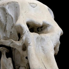 ᴘᴇᴀᴋ ᴍᴀɴᴅɪʙʟᴇ 顎