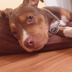 Triking Kennels