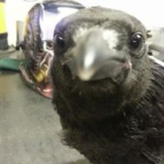 Kristinn Finnbogason