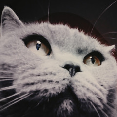 CATalex
