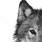 Wolf LA