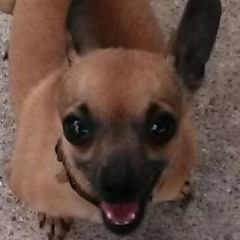 I like dogs