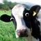 Occupy Cow