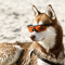 Sir Husky
