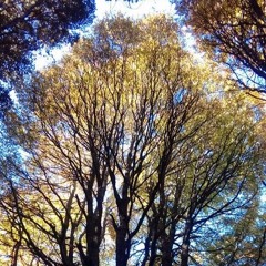 Diel Experimental Bass