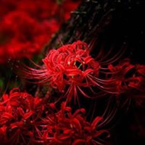 Giọt Nước Mắt Cuối Cùng