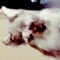 mypuppy