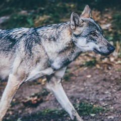 🐺Yamane Katsumoto 🐺
