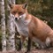 OUTFOXXED