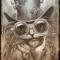 Steamcat
