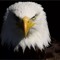 Green Eagle