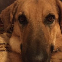 Christopher Trammell