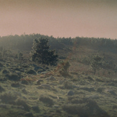 kerry krysta hollander