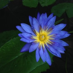 Những Ca Khúc Bất Hủ Của Nhạc Sĩ Nguyễn Ánh 9