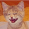 Mr.White_TiGer 2