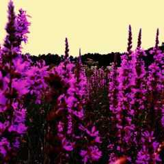 Domino Outerspacemaker