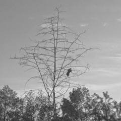 عبدالرحمن الحيدري