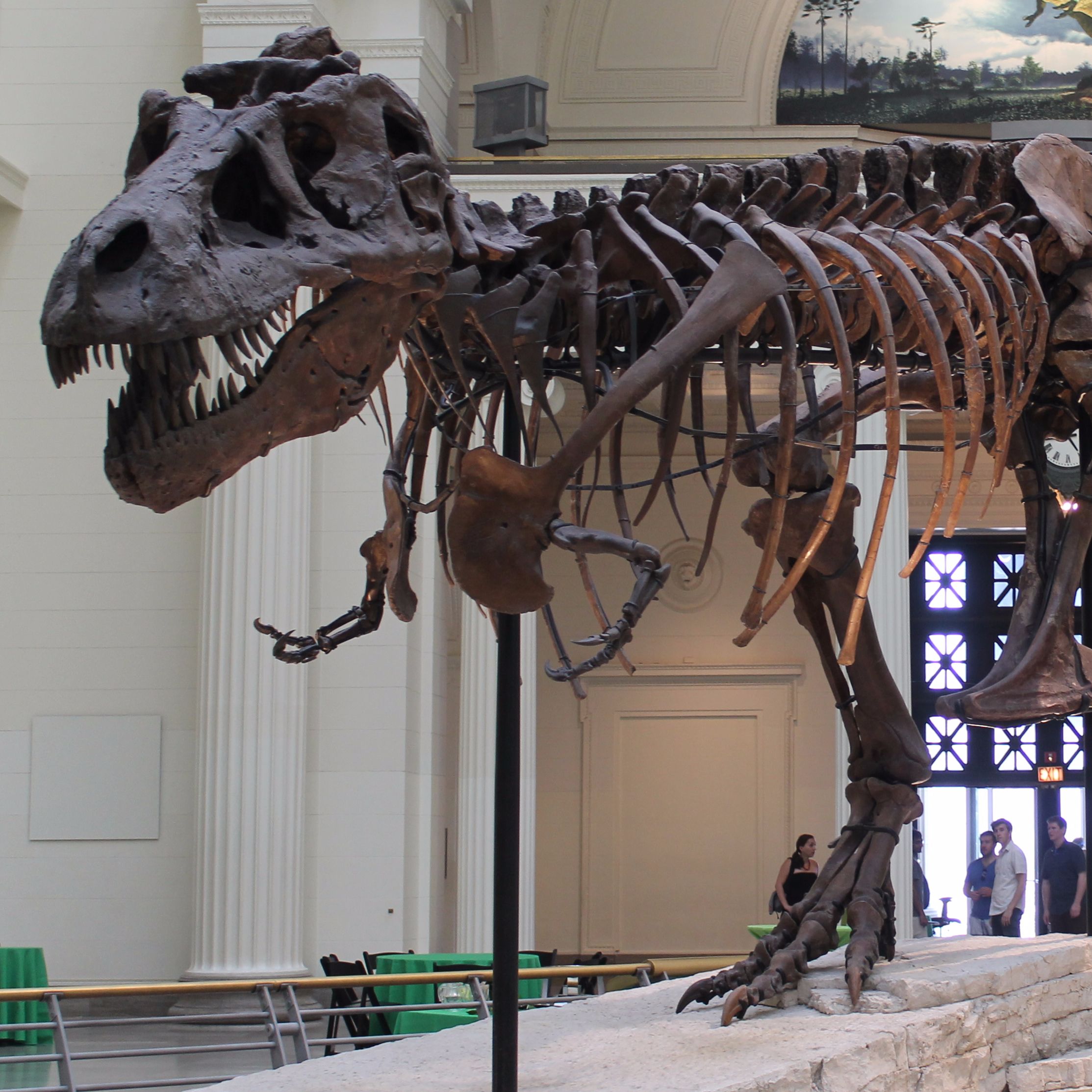 Dinosnak af Dinosnak