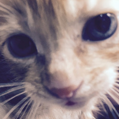 LittleTiger りとら