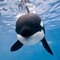 Orca Facts