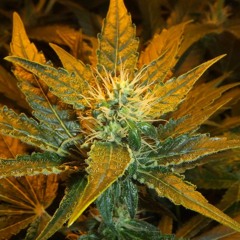 KushTune