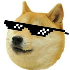 shiba 4 life