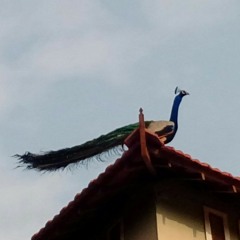 wiseman