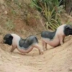 Đinh Ngọc Sơn