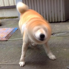 Fuzzy Doge