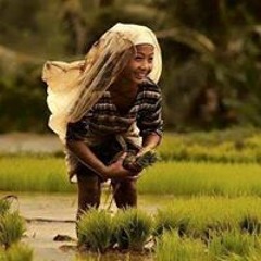 Pisey Kompongcham