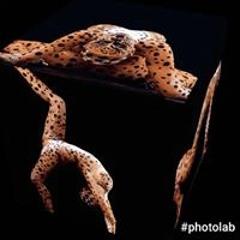 ايلا ايلا