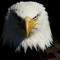Eagle Eye