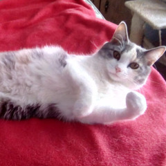 Cherri Williams-Jennings