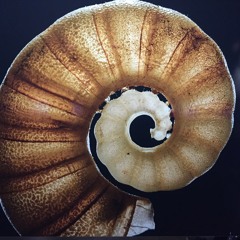Laramina