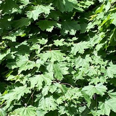 Goodbye War Hello Peace