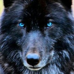 Wolfie