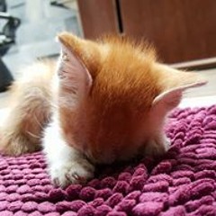 Andreas Tomo Hartono