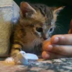 Micah