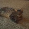 meow kind of meowwwwsic