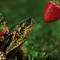 Captain Turtle