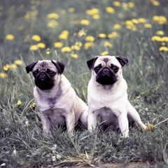 SkepticPug