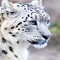 SNOWLEOPARD