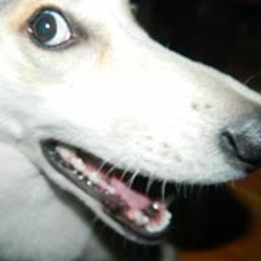 קאַליידאַסקאָופּ