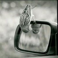 توتة مسكرة