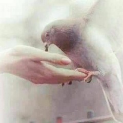 دفء