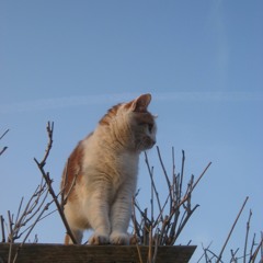 valentin