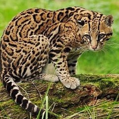 Herdy Hardiyant