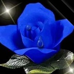Rosa Azul