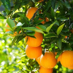 safsaf orange